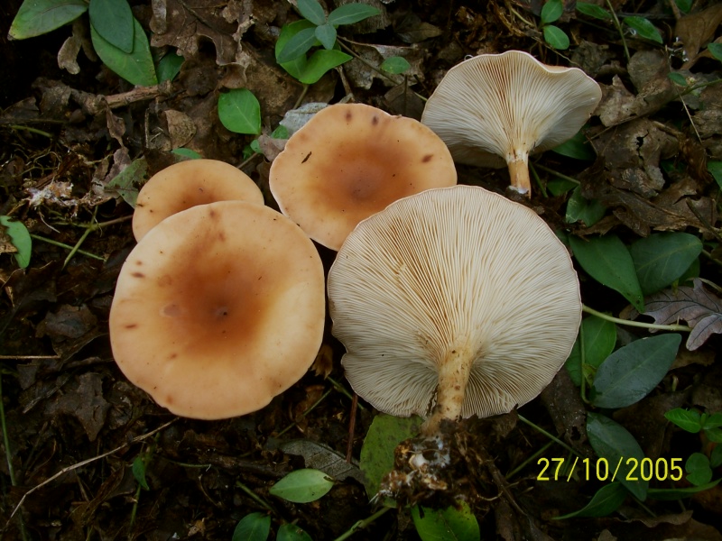 Armillaria mellea e Lepista inversa